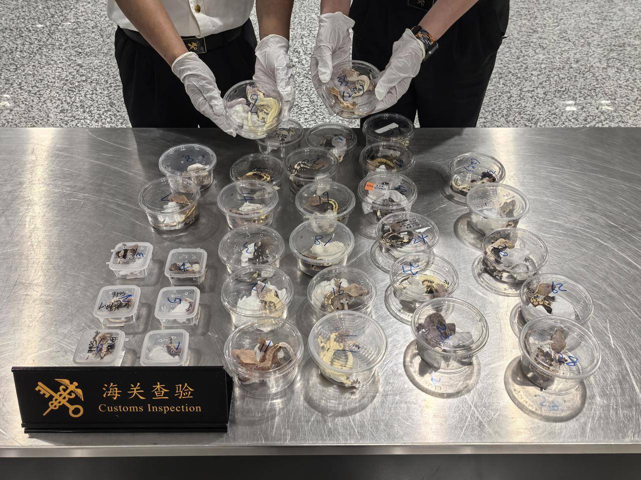 行李箱里塞满！杭州海关首次截获35只外来异宠