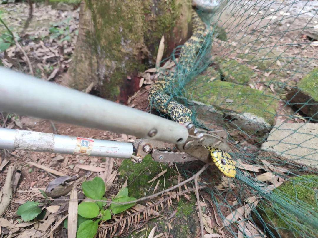 家中惊现2米剧毒眼镜王蛇！江西多地蛇出没，这些常识要牢记…