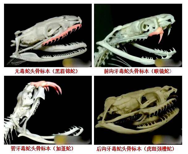 家中惊现2米剧毒眼镜王蛇！江西多地蛇出没，这些常识要牢记…