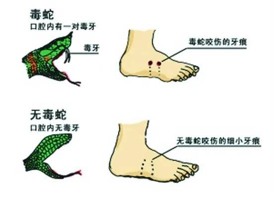 家中惊现2米剧毒眼镜王蛇！江西多地蛇出没，这些常识要牢记…