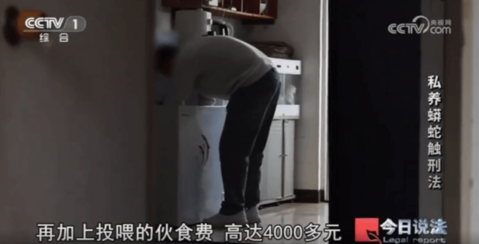 浙江男子在家里养300多条蟒蛇，涉案3000万，抓蛇现场，民警直呼毛骨悚然；男子：太痴迷了，感觉自己在造物