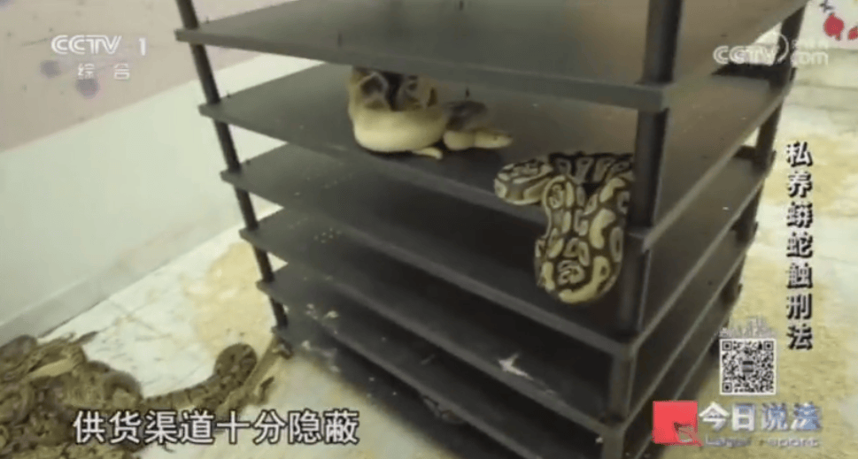 浙江男子在家里养300多条蟒蛇，涉案3000万，抓蛇现场，民警直呼毛骨悚然；男子：太痴迷了，感觉自己在造物