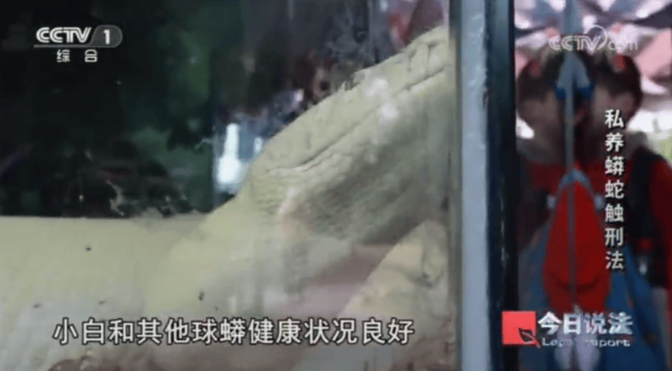 浙江男子在家里养300多条蟒蛇，涉案3000万，抓蛇现场，民警直呼毛骨悚然；男子：太痴迷了，感觉自己在造物