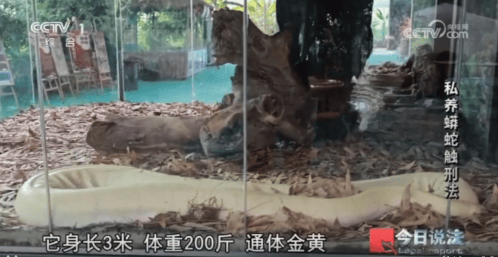 浙江男子在家里养300多条蟒蛇，涉案3000万，抓蛇现场，民警直呼毛骨悚然；男子：太痴迷了，感觉自己在造物