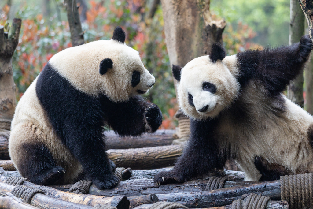 PandaFe(PANDA风扇拆卸图解步骤详解) PandaFe(PANDA风扇拆卸图解步骤详解)