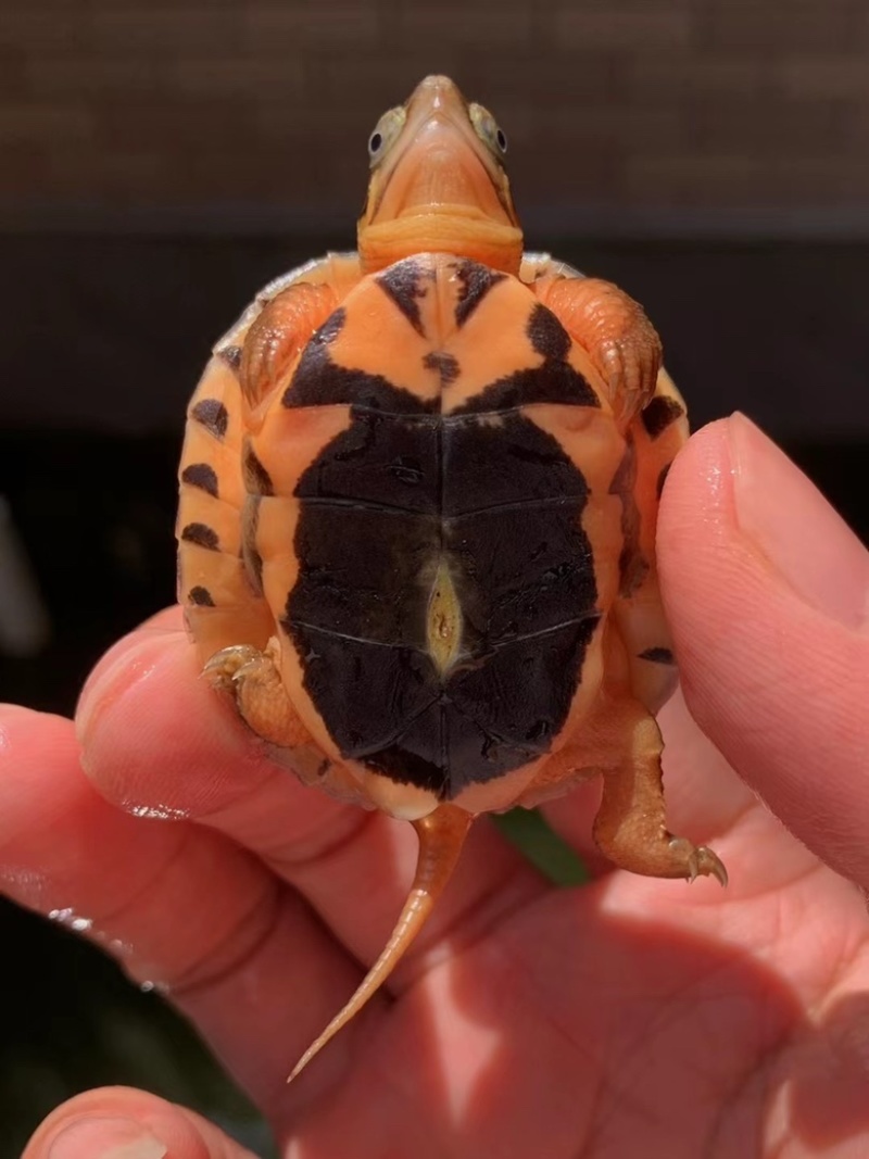 金龟(金龟图片大全大图)