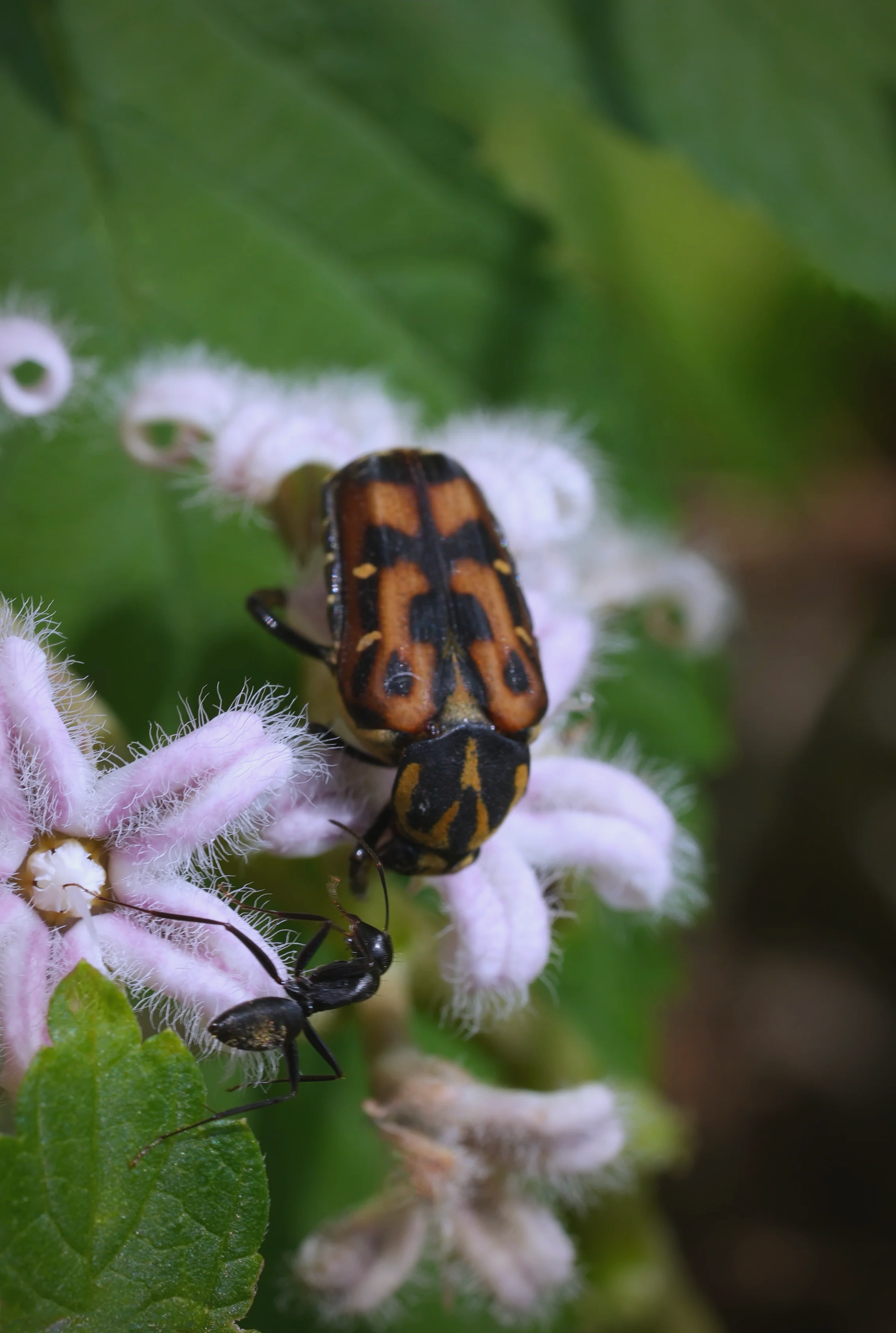 金龟(金龟图片大全大图)