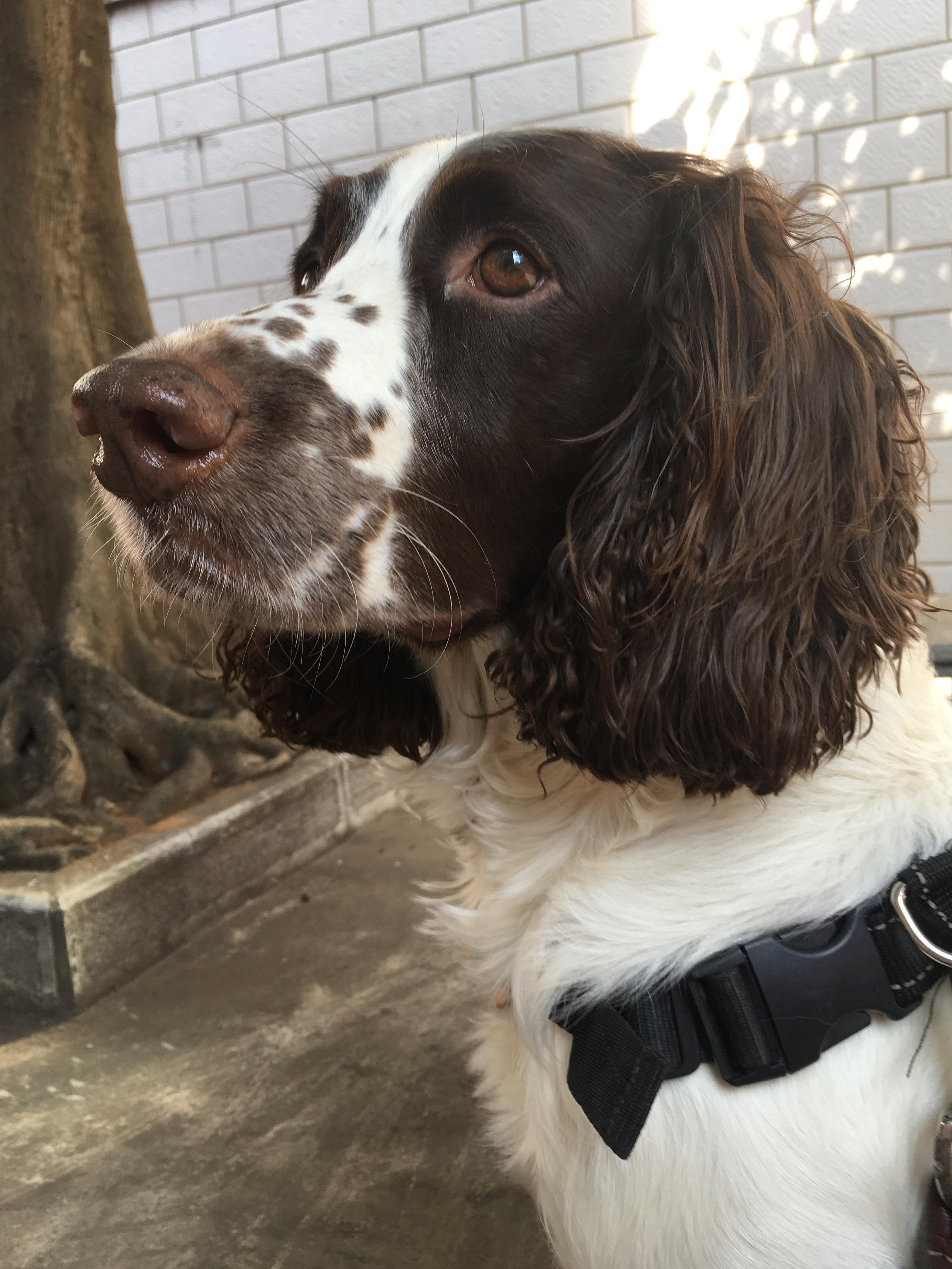 柯宾汉(罗宾汉凯文科斯特纳)