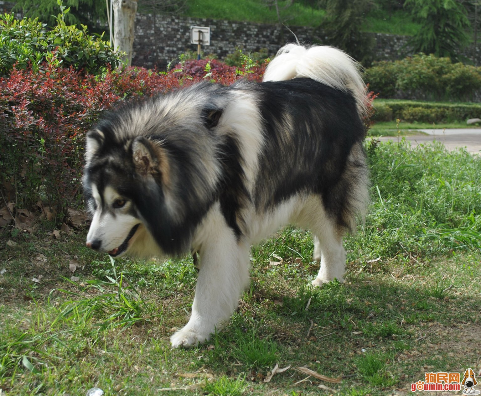 阿格拉斯(阿格拉斯ana)