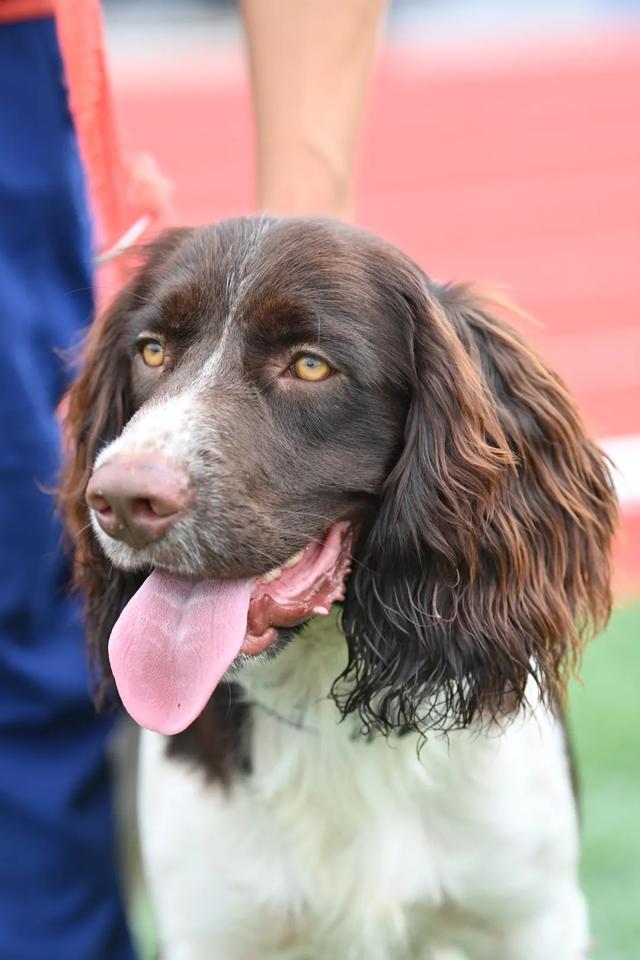 柯宾汉(柯宾专业声学吉他) 柯宾汉(柯宾专业声学吉他)